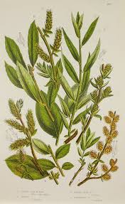 Attēlu rezultāti vaicājumam “Salix x doniana flower”