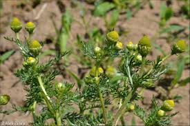 Attēlu rezultāti vaicājumam “Matricaria discoidea”