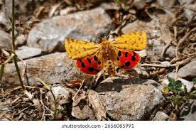 Attēlu rezultāti vaicājumam “Rhyparia purpurata”