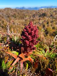 Attēlu rezultāti vaicājumam “Trichia alpina”