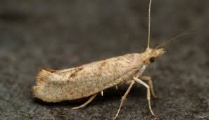 Attēlu rezultāti vaicājumam “Gracillaria syringella imago”