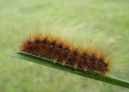 Attēlu rezultāti vaicājumam “Arctiidae”