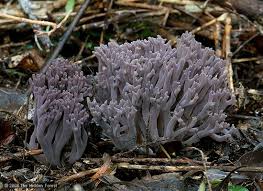 Attēlu rezultāti vaicājumam “Clavaria zollingeri”