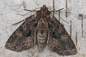 Attēlu rezultāti vaicājumam “Mniotype satura”