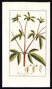 Attēlu rezultāti vaicājumam “Bidens tripartita”