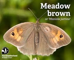 Attēlu rezultāti vaicājumam “Maniola jurtina male”