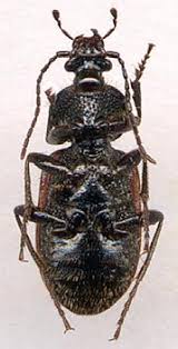 Attēlu rezultāti vaicājumam “Panagaeus cruxmajor”