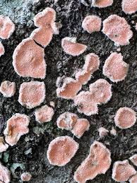 Attēlu rezultāti vaicājumam “Phellinus ferrugineofuscus”