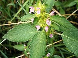 Attēlu rezultāti vaicājumam “Galeopsis bifida”