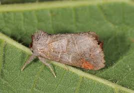 Attēlu rezultāti vaicājumam “Clostera pigra”