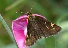 Attēlu rezultāti vaicājumam “Heteropterus morpheus”