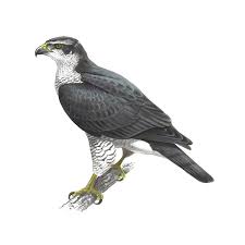 Image result for Goshawks G C