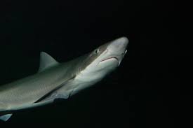 Image result for Galeorhinus galeus