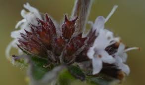 Attēlu rezultāti vaicājumam “Mentha x verticillata leaf”