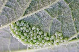 Attēlu rezultāti vaicājumam “Inachis io underside”