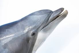 Image result for Tursiops truncatus