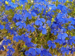 Image result for Lobelien