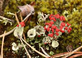 Attēlu rezultāti vaicājumam “Cladonia coccifera”