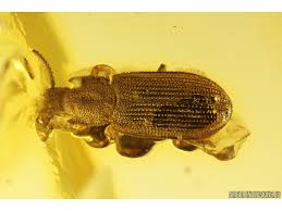 Attēlu rezultāti vaicājumam “Zopheridae”