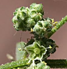 Attēlu rezultāti vaicājumam “Chenopodium album flower”