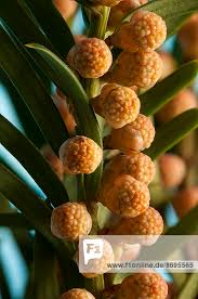 Attēlu rezultāti vaicājumam “Taxus baccata male flower”