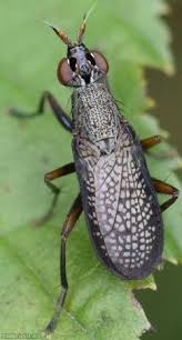 Attēlu rezultāti vaicājumam “Coremacera marginata”