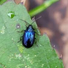 Attēlu rezultāti vaicājumam “Agelastica alni”