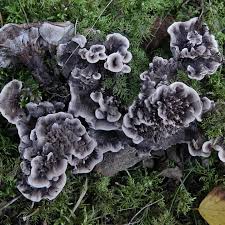 Attēlu rezultāti vaicājumam “Phellinus ferruginosus”