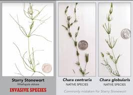 Attēlu rezultāti vaicājumam “Chara globularis”