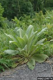 Attēlu rezultāti vaicājumam “Verbascum thapsus fruit”