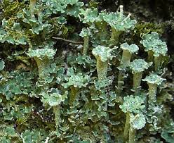 Attēlu rezultāti vaicājumam “Cladonia”