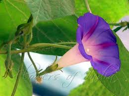 Image result for Ipomoea purpurea
