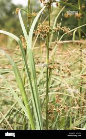 Attēlu rezultāti vaicājumam “Cladium mariscus flower”