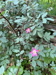 Attēlu rezultāti vaicājumam “Rosa glauca leaf”