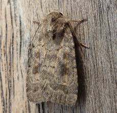 Attēlu rezultāti vaicājumam “Caradrina morpheus”