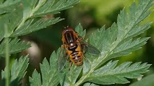 Attēlu rezultāti vaicājumam “Helophilus sp.”