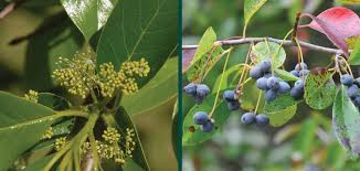 Attēlu rezultāti vaicājumam “Carex sylvatica fruit”