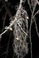 Attēlu rezultāti vaicājumam “Bryoria capillaris”