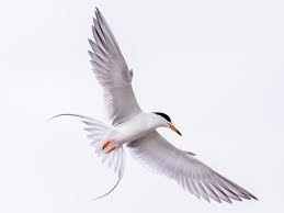 Image result for Sterna forsteri