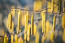 Attēlu rezultāti vaicājumam “Corylus avellana female flower”