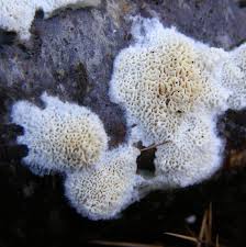 Attēlu rezultāti vaicājumam “Schizopora paradoxa”