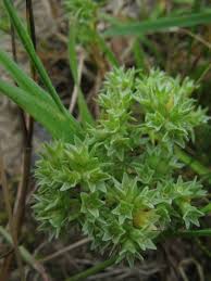 Attēlu rezultāti vaicājumam “Scleranthus annuus”