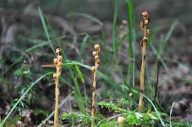 Attēlu rezultāti vaicājumam “Monotropa hypopitys”