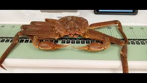 Image result for Chionoecetes opilio