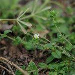 Attēlu rezultāti vaicājumam “Cerastium holosteoides leaf”