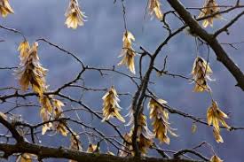 Attēlu rezultāti vaicājumam “Carpinus betulus fruit”