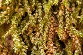 Attēlu rezultāti vaicājumam “Oxyrrhynchium hians var. rigidum”