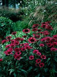 Image result for Echinacea purpurea