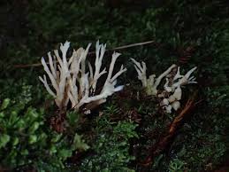 Attēlu rezultāti vaicājumam “Tremellodendropsis tuberosa”