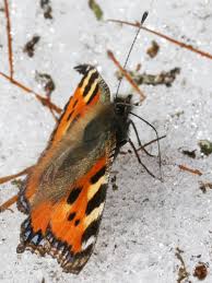 Attēlu rezultāti vaicājumam “Aglais urticae upperside”
